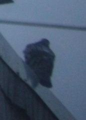 Columba livia domestica