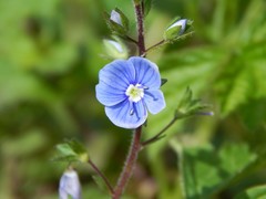 Veronica chamaedrys