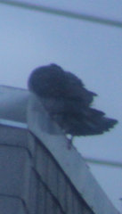 Columba livia domestica