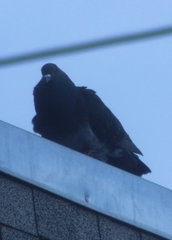 Columba livia domestica