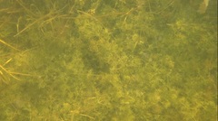 Lychnothamnus barbatus