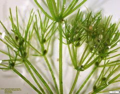 Lychnothamnus barbatus