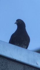 Columba livia domestica
