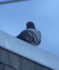 Columba livia domestica