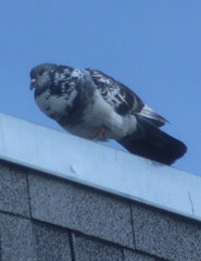 Columba livia domestica