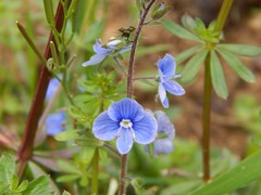 Veronica chamaedrys