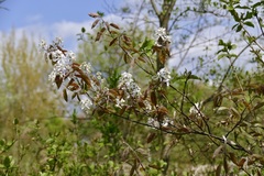 Amelanchier ovalis