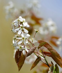 Amelanchier ovalis