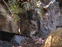 Abrocoma bennettii
