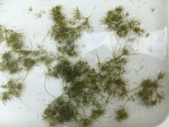 Lychnothamnus barbatus