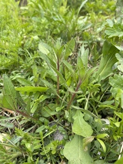 Gaillardia aestivalis