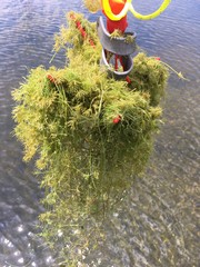 Lychnothamnus barbatus