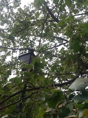 Platanus occidentalis