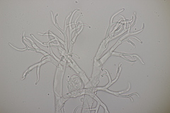 Peronosporales
