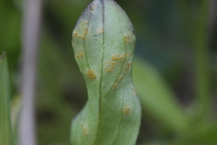 Puccinia cynodontis