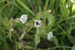 Microbotryum lychnidis-dioicae