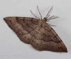 Apodrepanulatrix litaria