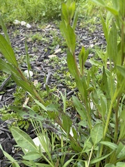 Gaillardia aestivalis
