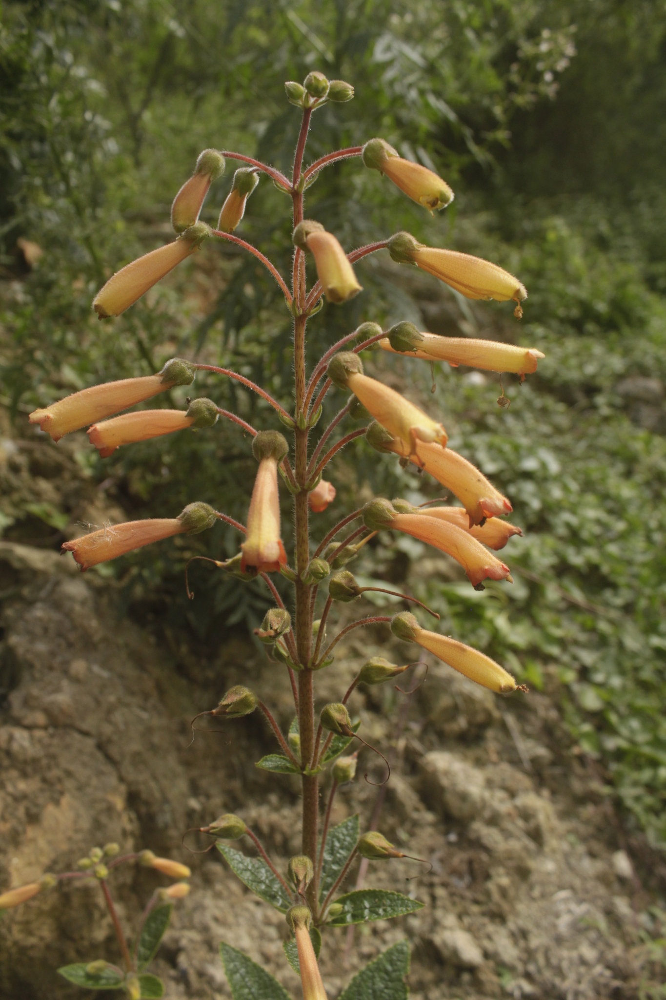 Sinningia sceptrum