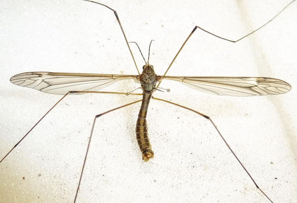 Tipula lateralis
