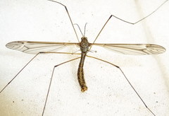 Tipula intermedia
