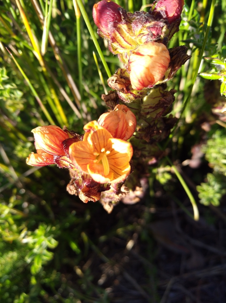 Fynbos Paintflower