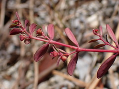 Euphorbia ogdenii