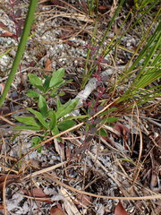 Euphorbia ogdenii