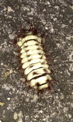 Megalopyge lanata