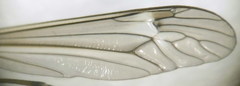 Tipula intermedia