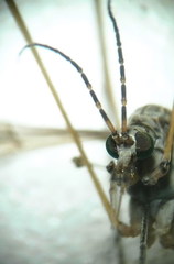 Tipula intermedia