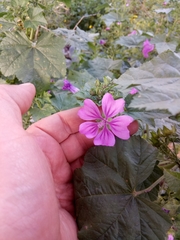 Malva sylvestris