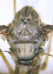 Tipula intermedia