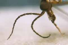 Tipula intermedia