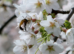 Anthophora plumipes