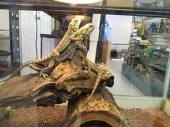 Pogona