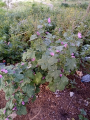 Malva sylvestris