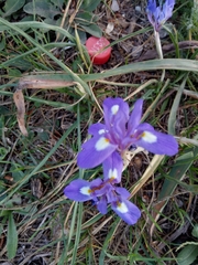 Moraea sisyrinchium