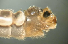 Tipula intermedia