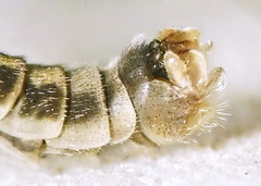 Tipula intermedia