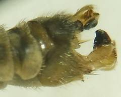 Tipula intermedia