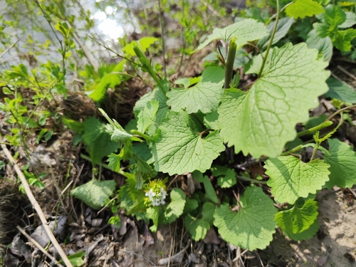 Češnjevka (Alliaria petiolata)