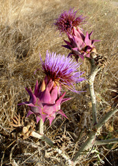 Cynara syriaca
