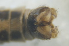 Tipula intermedia