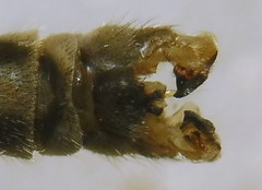Tipula intermedia
