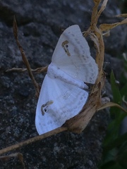 Problepsis digammata