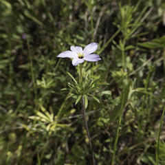 Leptosiphon androsaceus
