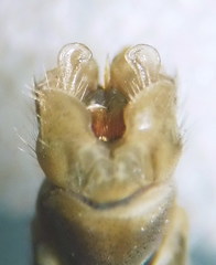 Tipula intermedia