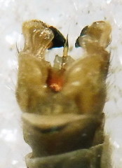 Tipula intermedia