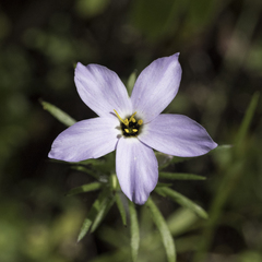 Leptosiphon androsaceus